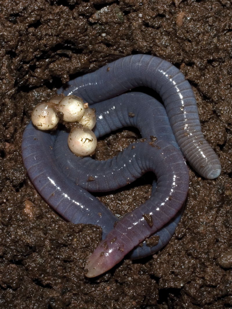 Siphonops annulatus