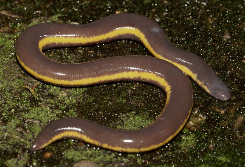 Червяга Microcaecilia dermatophaga)