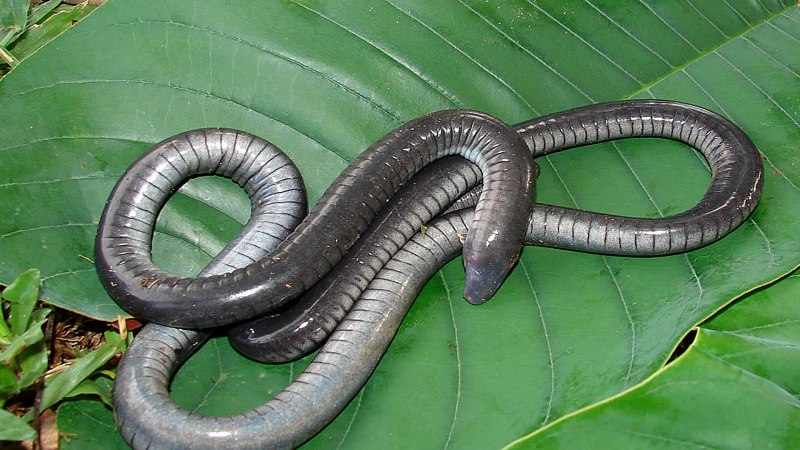 Безногие земноводные Atretochoana eiselti