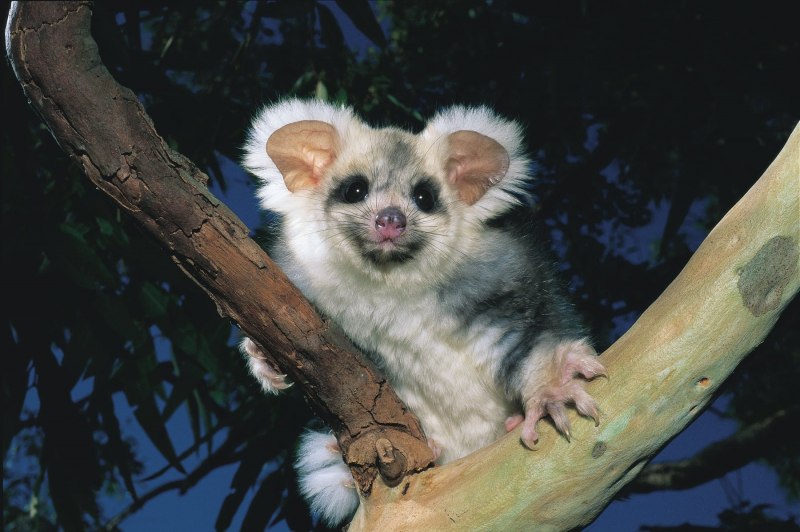 Pseudocheirus peregrinus