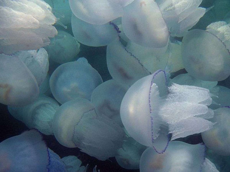 Медуза корнерот в черном море