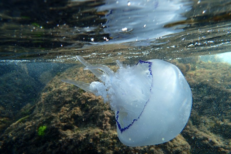 Медуза корнерот в черном море