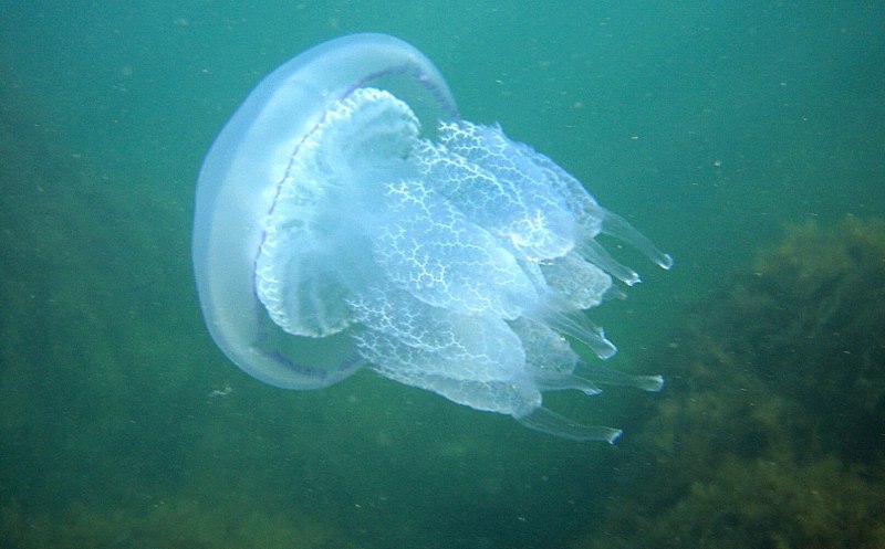 Медуза корнерот (58 фото)