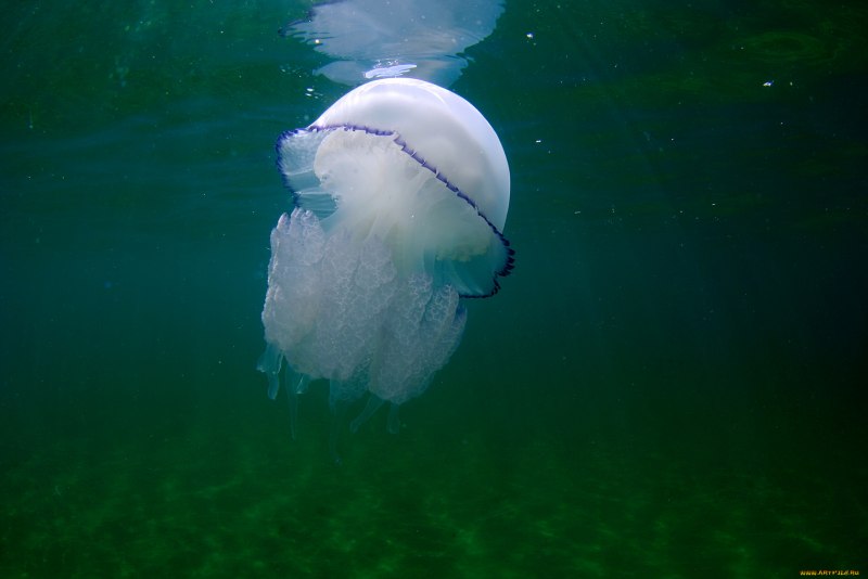 Медуза корнерот в черном море