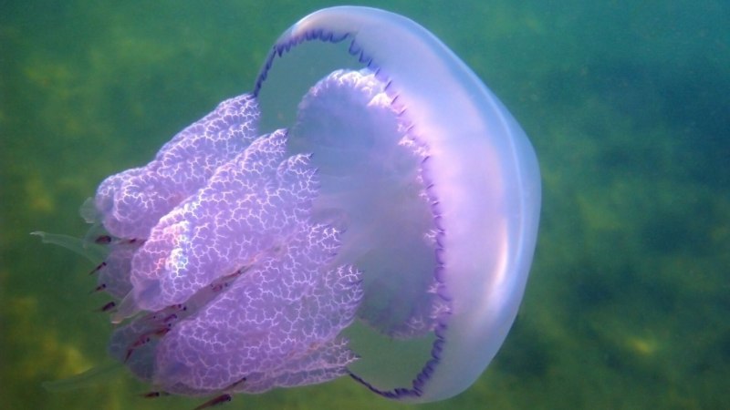 Медузы черного моря в Болгарии