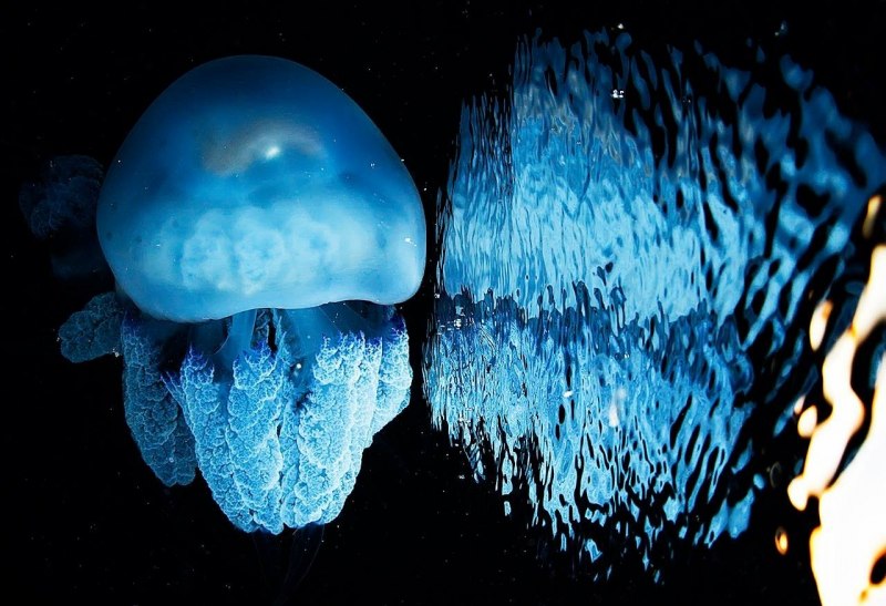 Корнерот (Rhizostoma Pulmo)