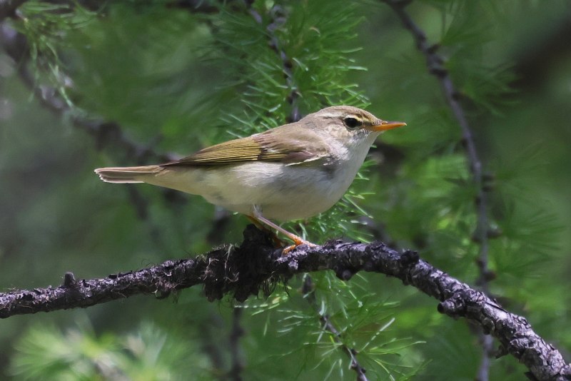 Зеленокрылая пеночка (Phylloscopus occipitalis)