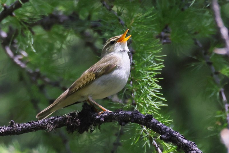 . Пеночка-Таловка – Phylloscopus Borealis