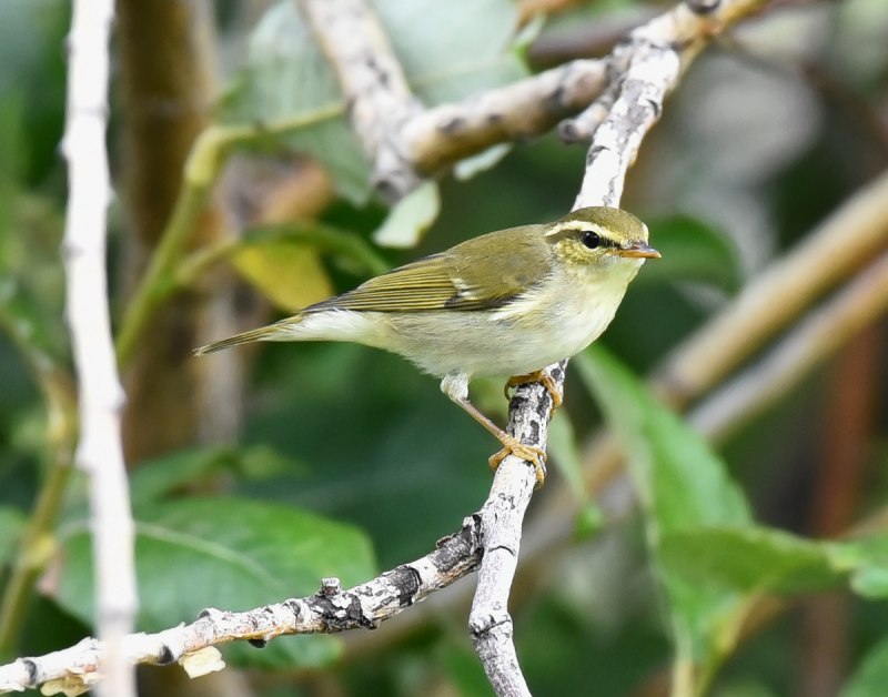 . Пеночка-Таловка – Phylloscopus Borealis