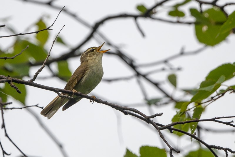 . Пеночка-Таловка – Phylloscopus Borealis
