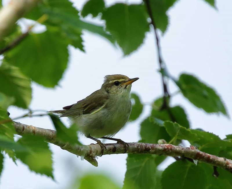 . Пеночка-Таловка – Phylloscopus Borealis