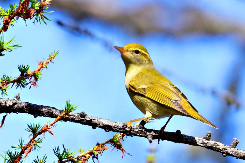 . Пеночка-Таловка – Phylloscopus Borealis
