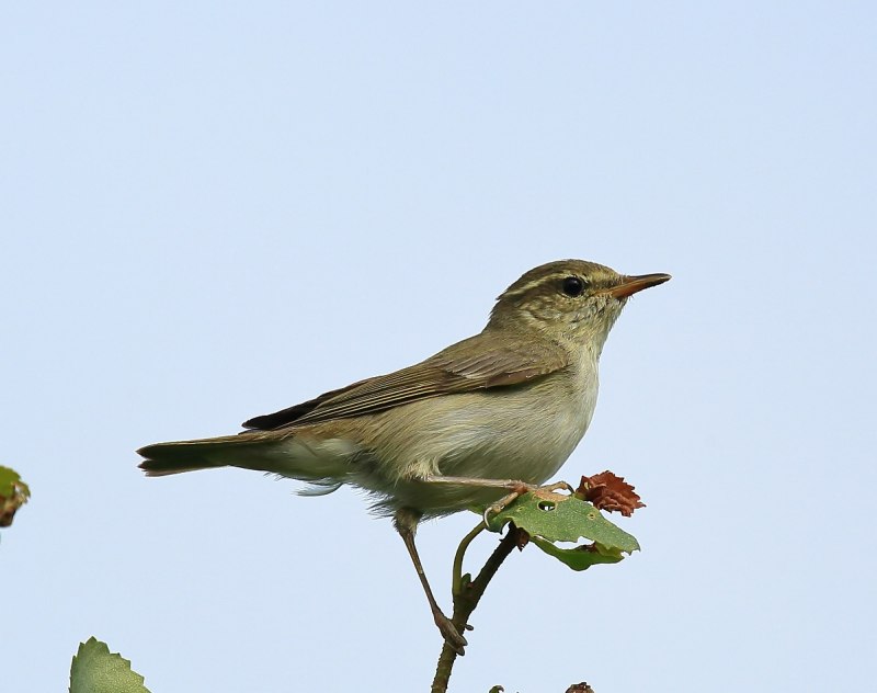 Phylloscopus Borealis