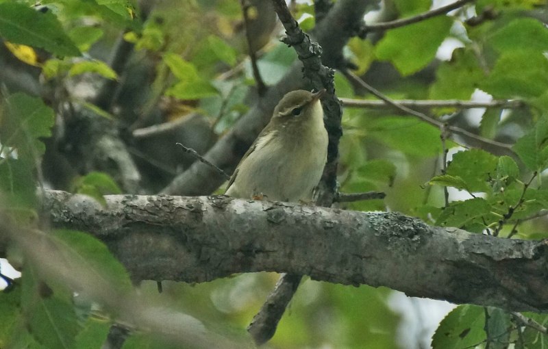 . Пеночка-Таловка – Phylloscopus Borealis