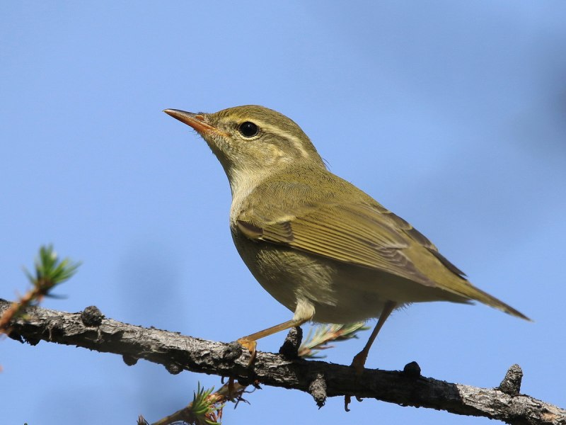 . Пеночка-Таловка – Phylloscopus Borealis
