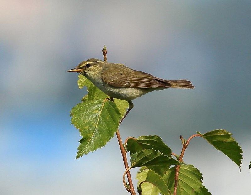 . Пеночка-Таловка – Phylloscopus Borealis