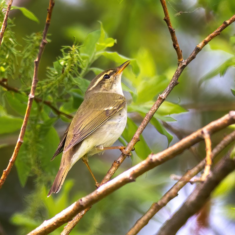 Зеленая пеночка Phylloscopus trochiloides