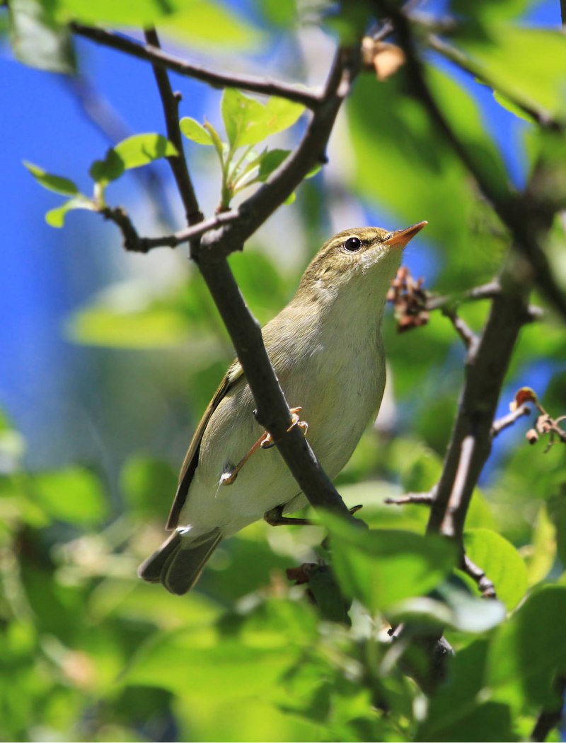 Пеночка-Зарничка Phylloscopus inornatus.