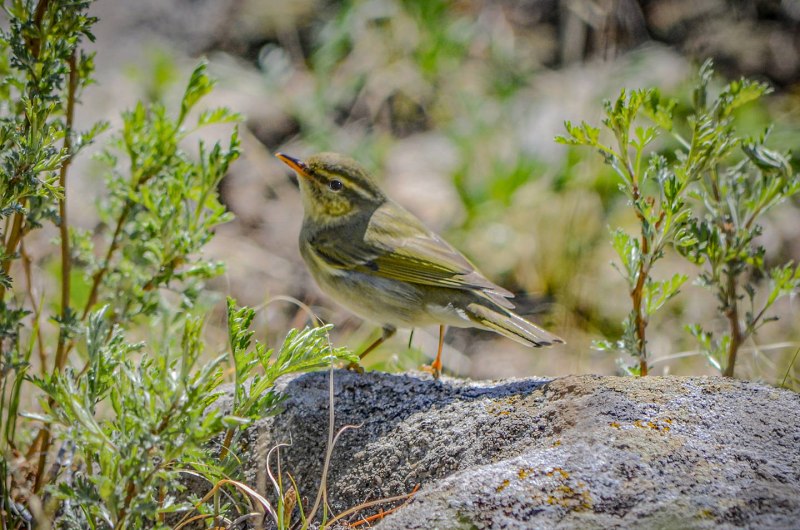 . Пеночка-Таловка – Phylloscopus Borealis