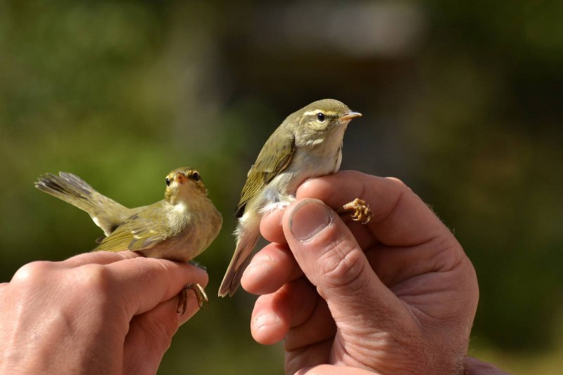 . Пеночка-Таловка – Phylloscopus Borealis