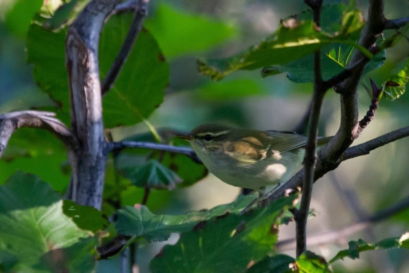 . Пеночка-Таловка – Phylloscopus Borealis