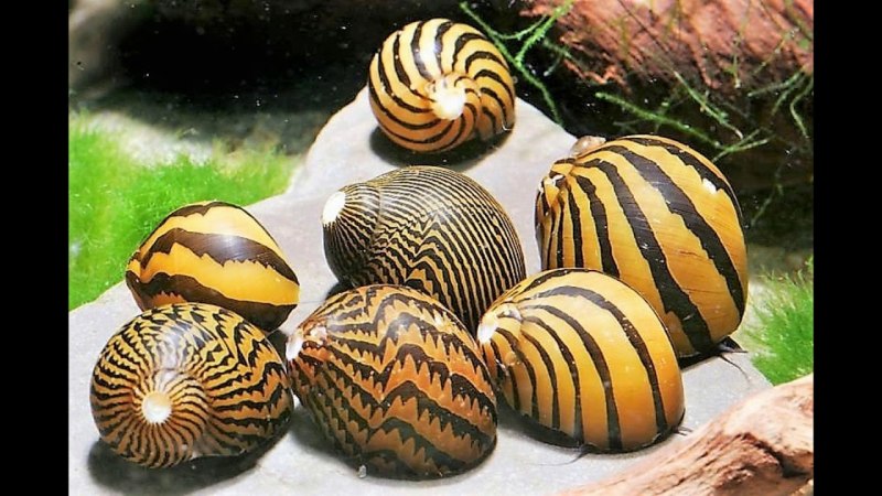 Улитка шлем аквариумная