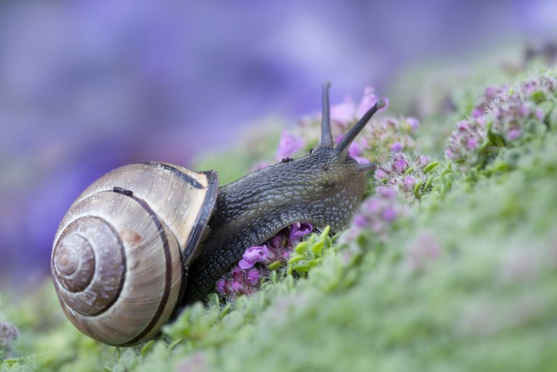 Buccinulum corneum