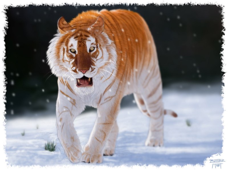 Дикие животные тигр