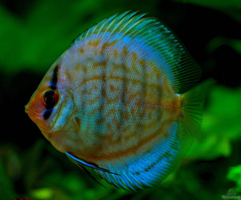 Дискус кобальт (Symphysodon aequifasciatus) XL