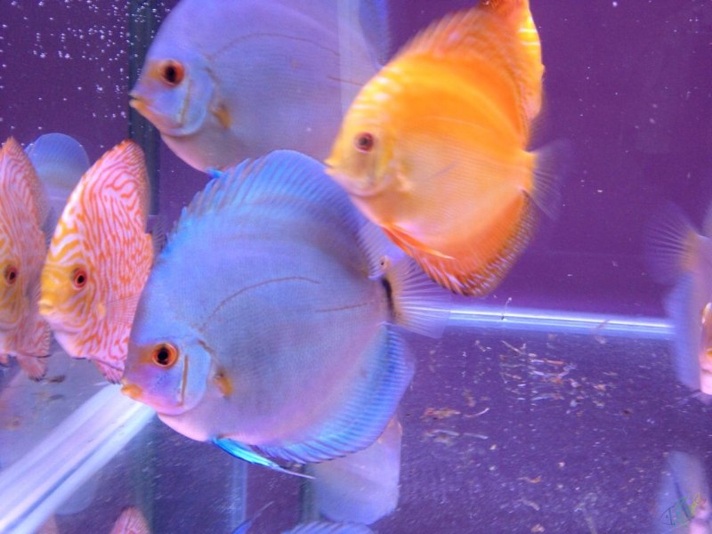 Дискус кобальт (Symphysodon aequifasciatus) XL