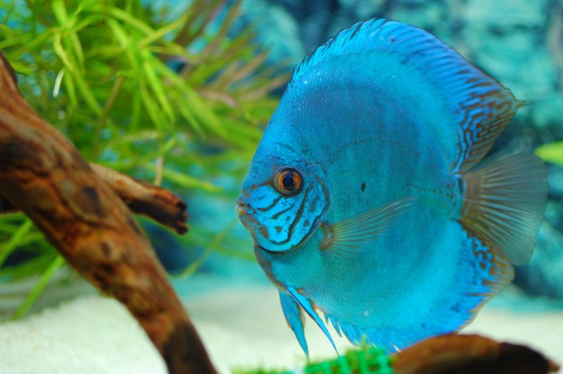 Дискус кобальт (Symphysodon aequifasciatus) XL