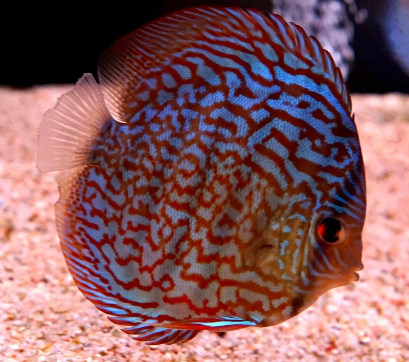 Symphysodon aequifasciatus