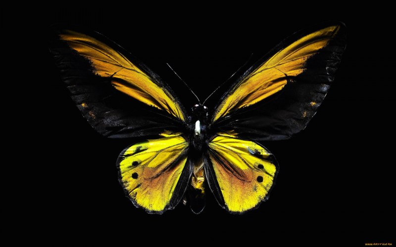 Бабочка Swallowtail