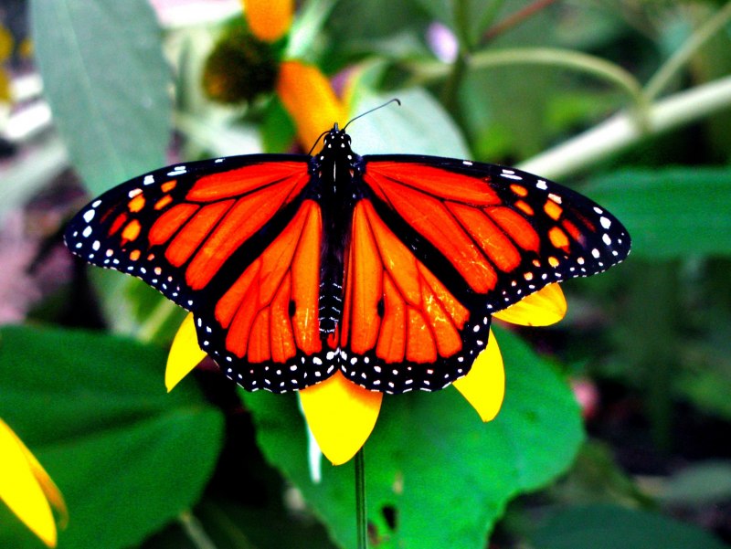 Парусник главк Papilio Glaucus