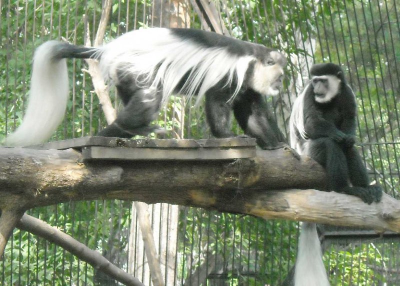 Colobus Polykomos