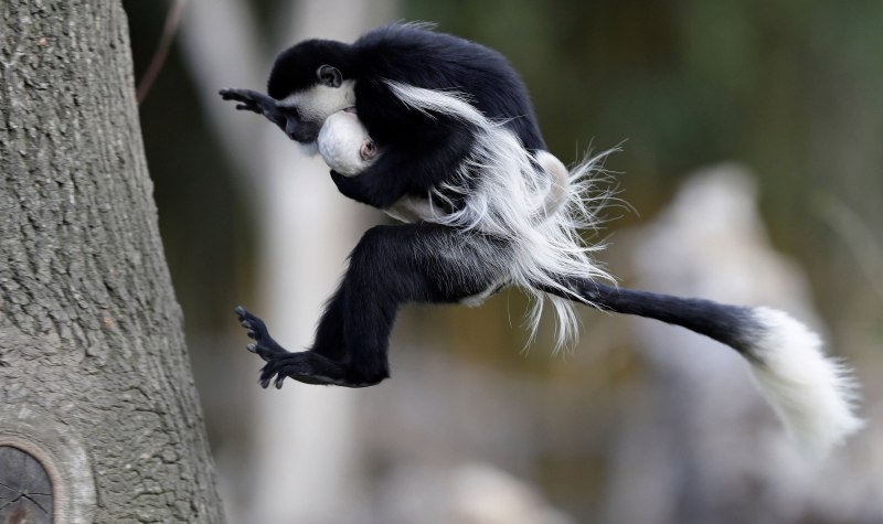 Colobus angolensis