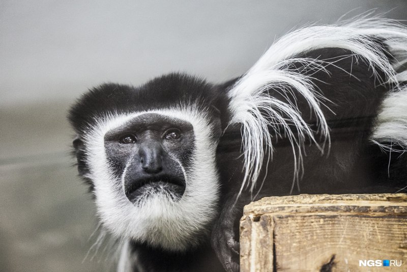 Wallpapers Colobus angolensis