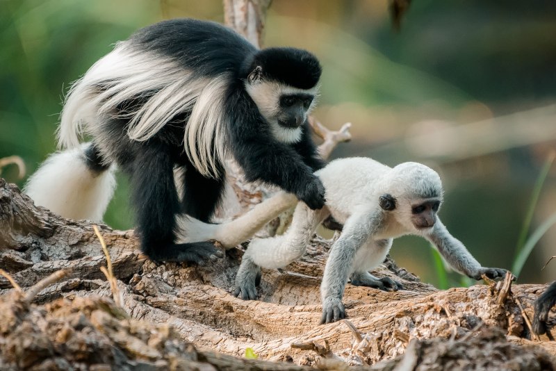 Colobus angolensis