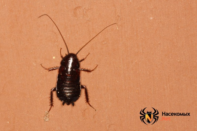 Gromphadorhina