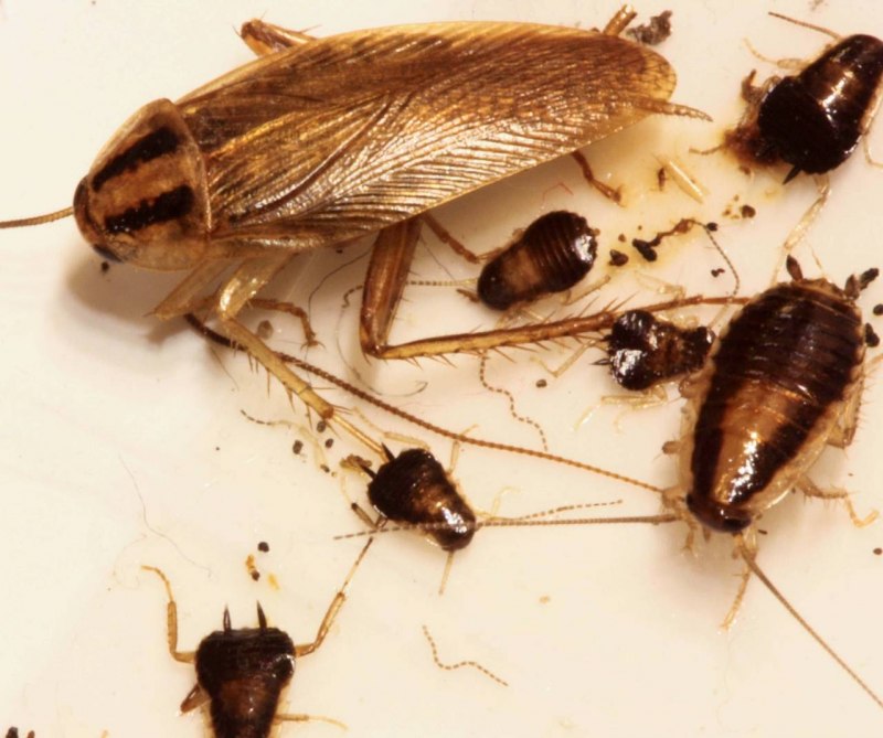 Рыжий таракан Blattella Germanica