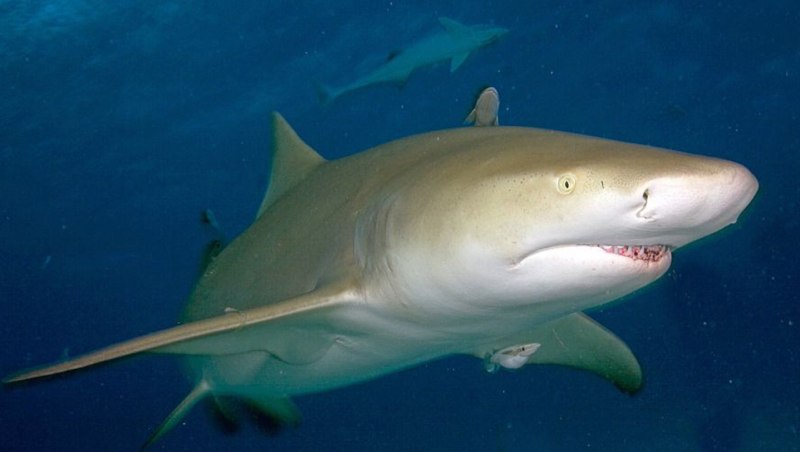 Negaprion brevirostris