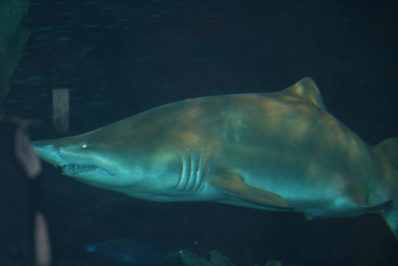 Negaprion acutidens