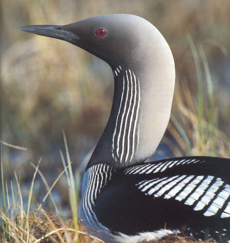 Гагара чернозобая (Gavia Arctica)