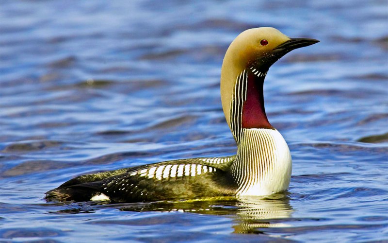 Гагара чернозобая (Gavia Arctica)