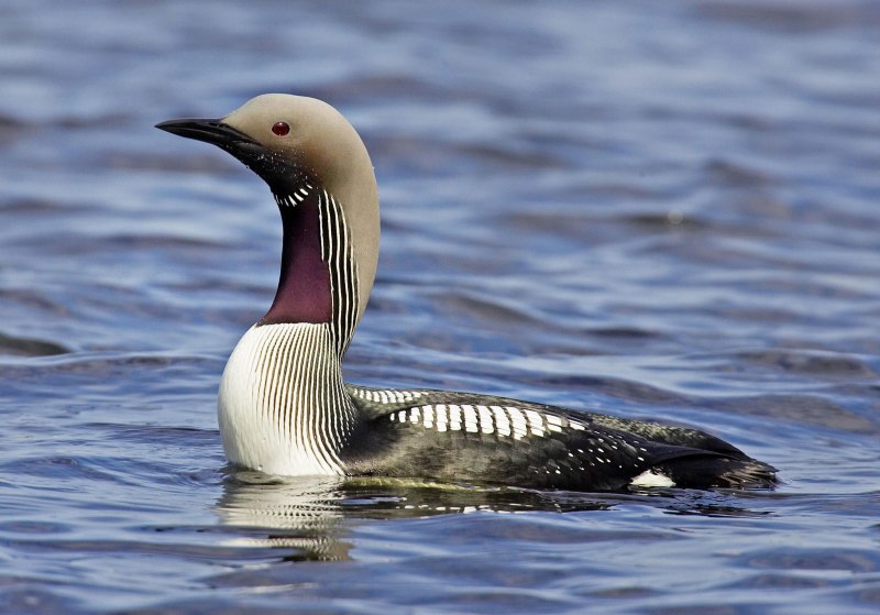Чернозобая гагара - Gavia Arctica Linnaeus, 1758 *