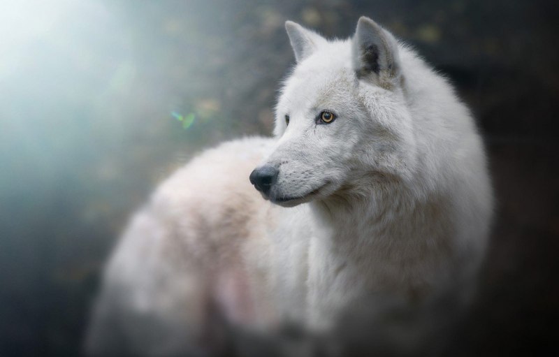 Canis Lupus tundrarum