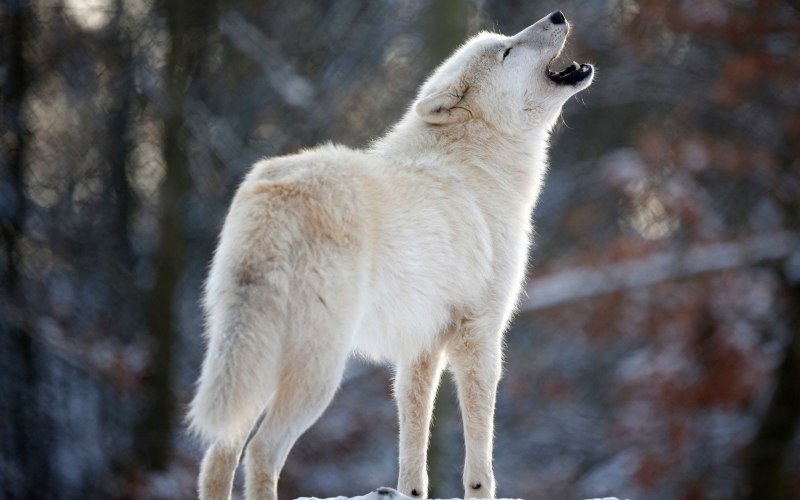 Canis Lupus tundrarum