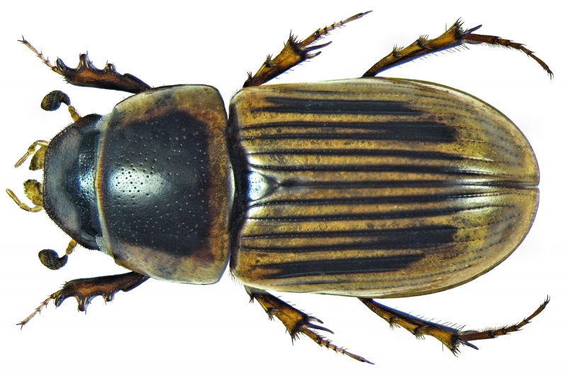 Aphodius scybalarius (Fabricius, 1781)