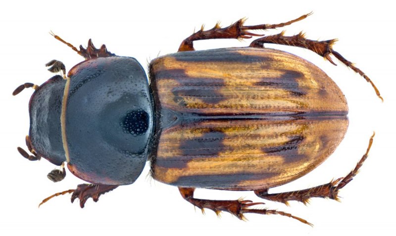 Афодий двупятнистый (Aphodius bimaculatus)