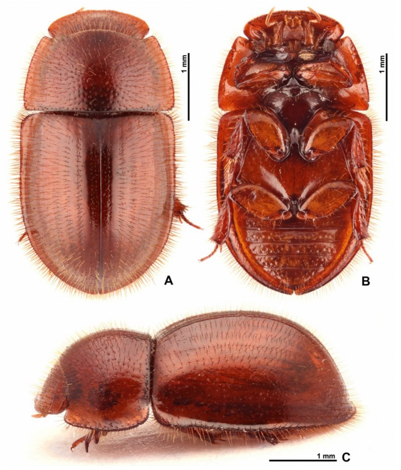 Карапузик четырёхпятнистый Hister quadrimaculatus